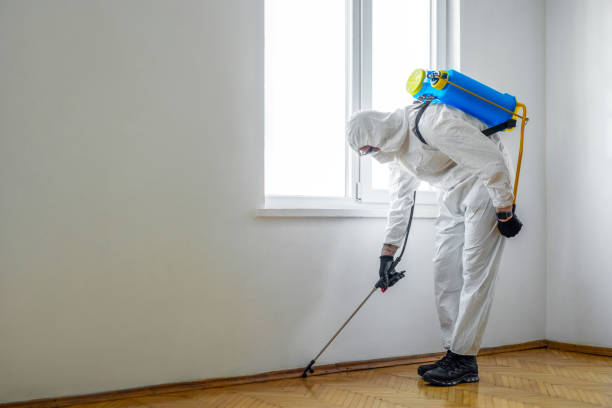 Best Wasp Removal Services  in Hammond, IN