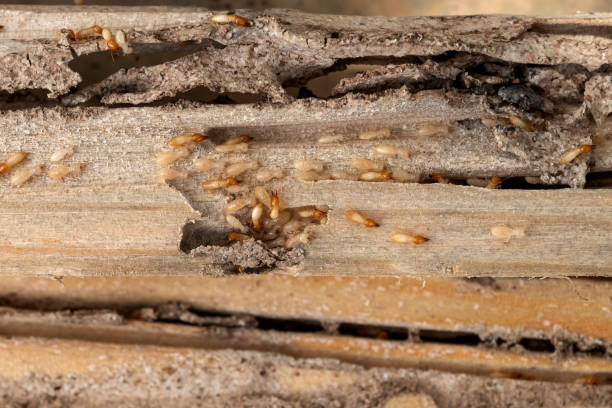 Best Best Pest Control Companies  in Hammond, IN